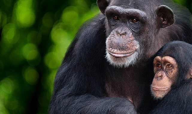 &apos;Şempanzelerin Dünyası’ 7 Şubat Çarşamba 20.00’de National Geographic WILD Ekranlarında başlıyor